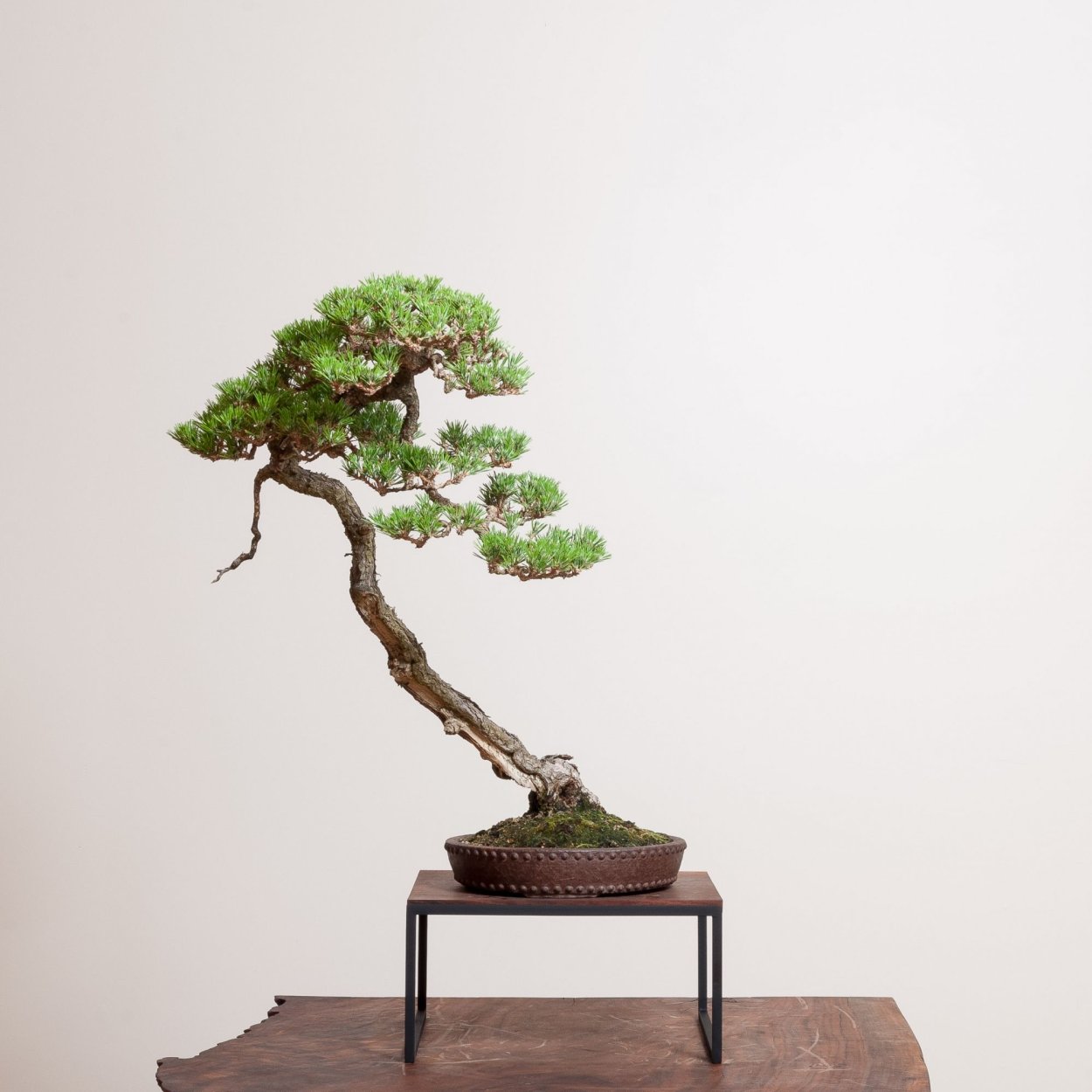 Бонсай Элит