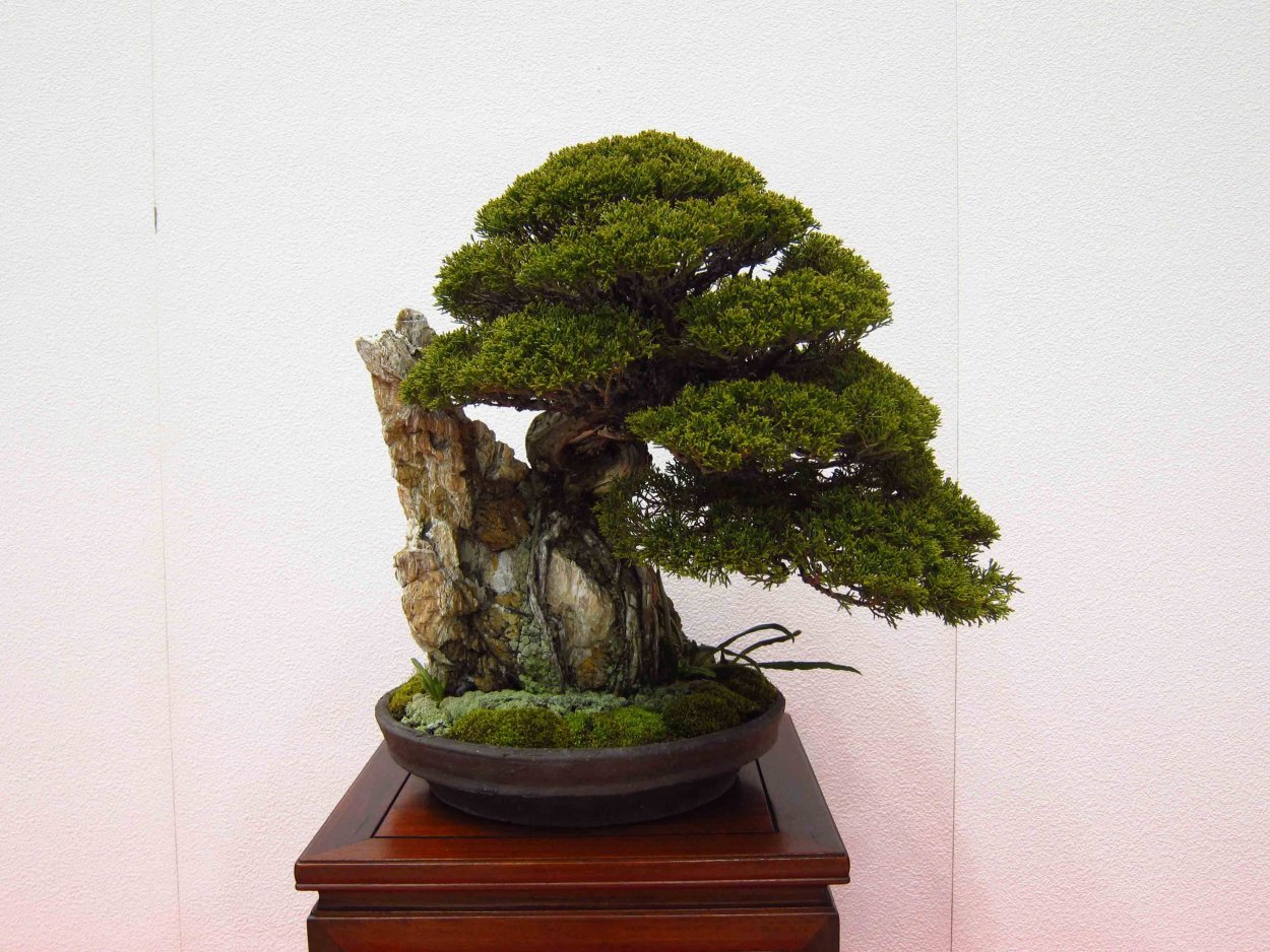 Стиль Секиджоджу бонсай