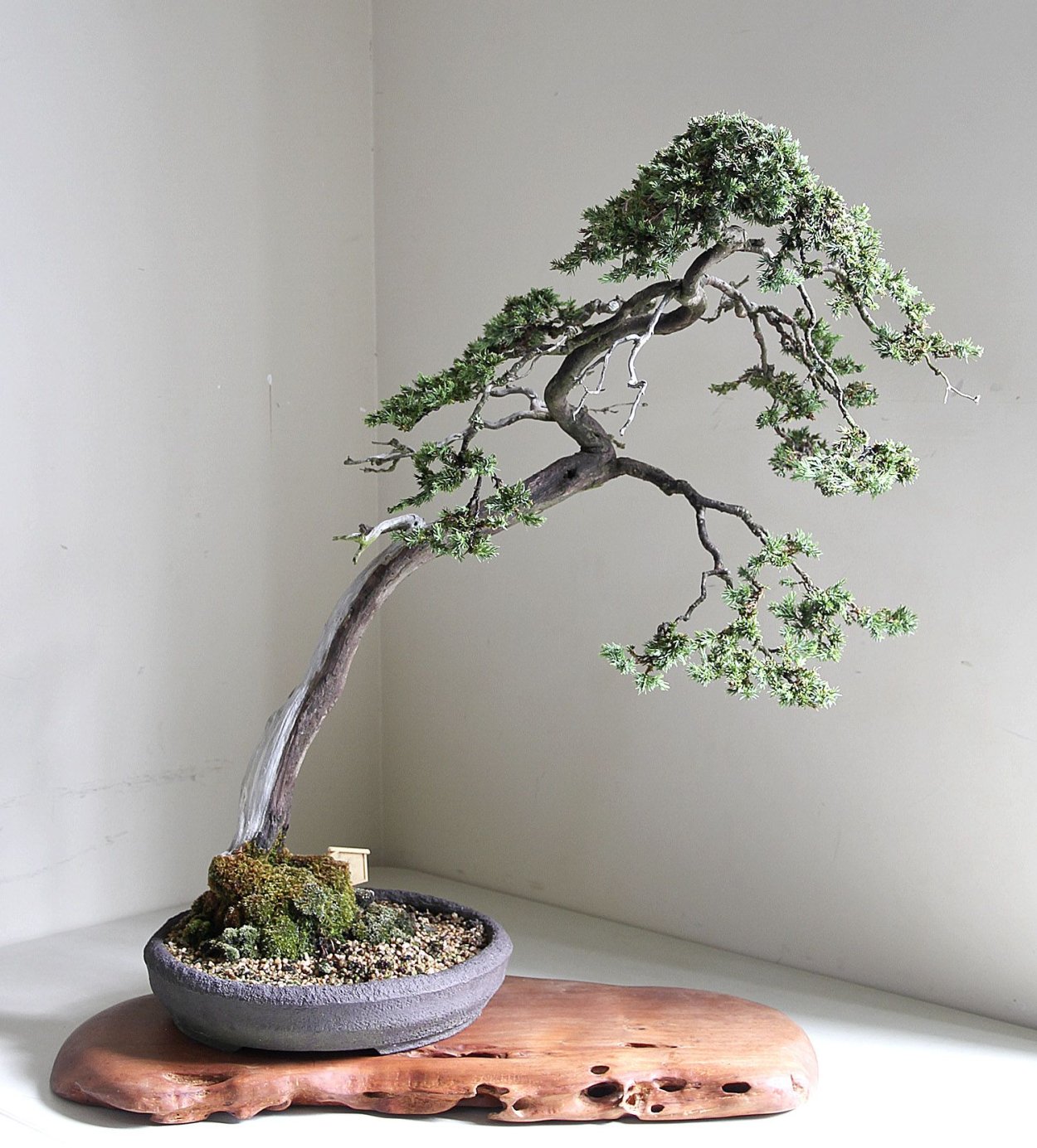 Бонсай полукаскад