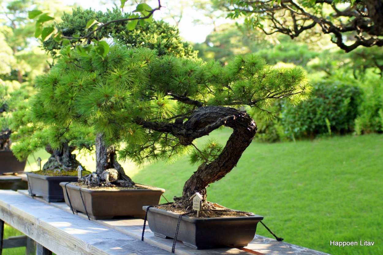 Банзай дерево