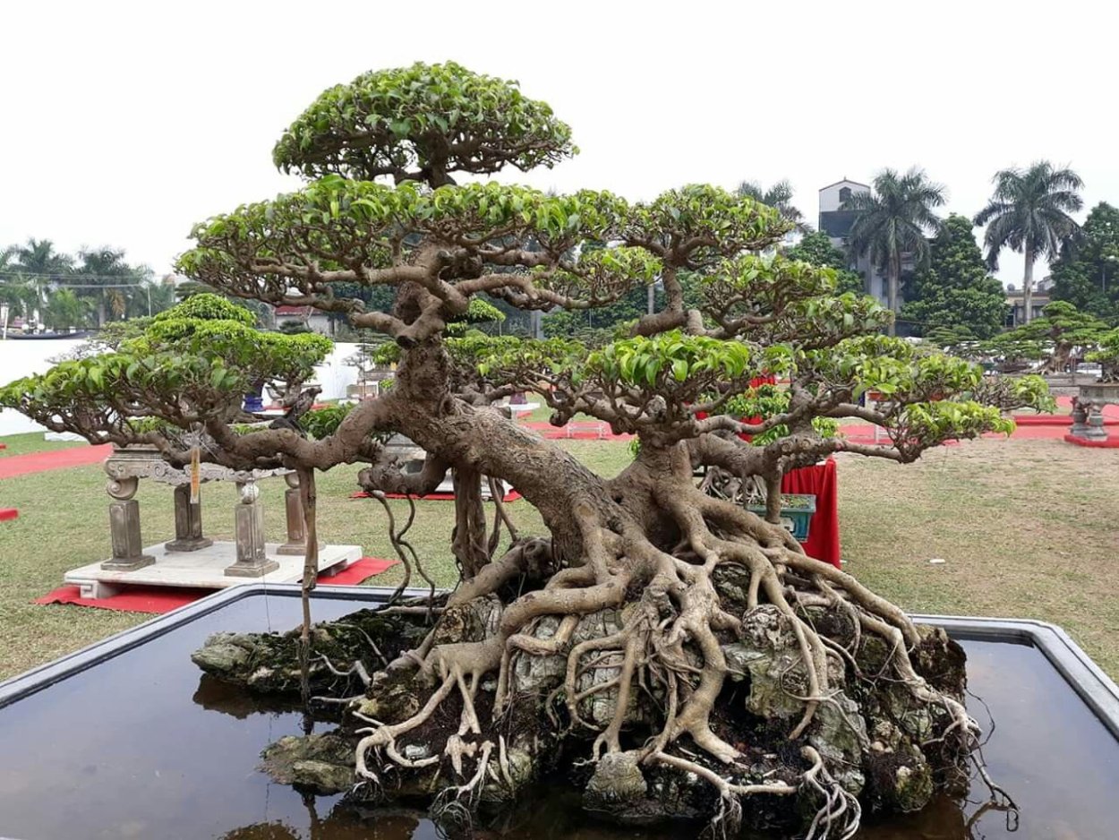 Гигантский бонсай