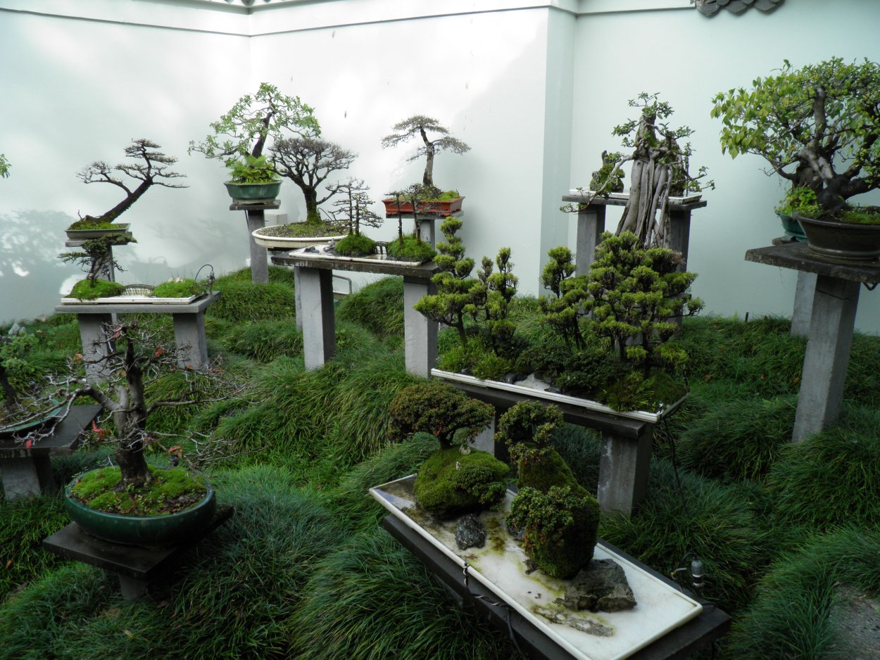 Бонсай миниатюрные сады в Японии