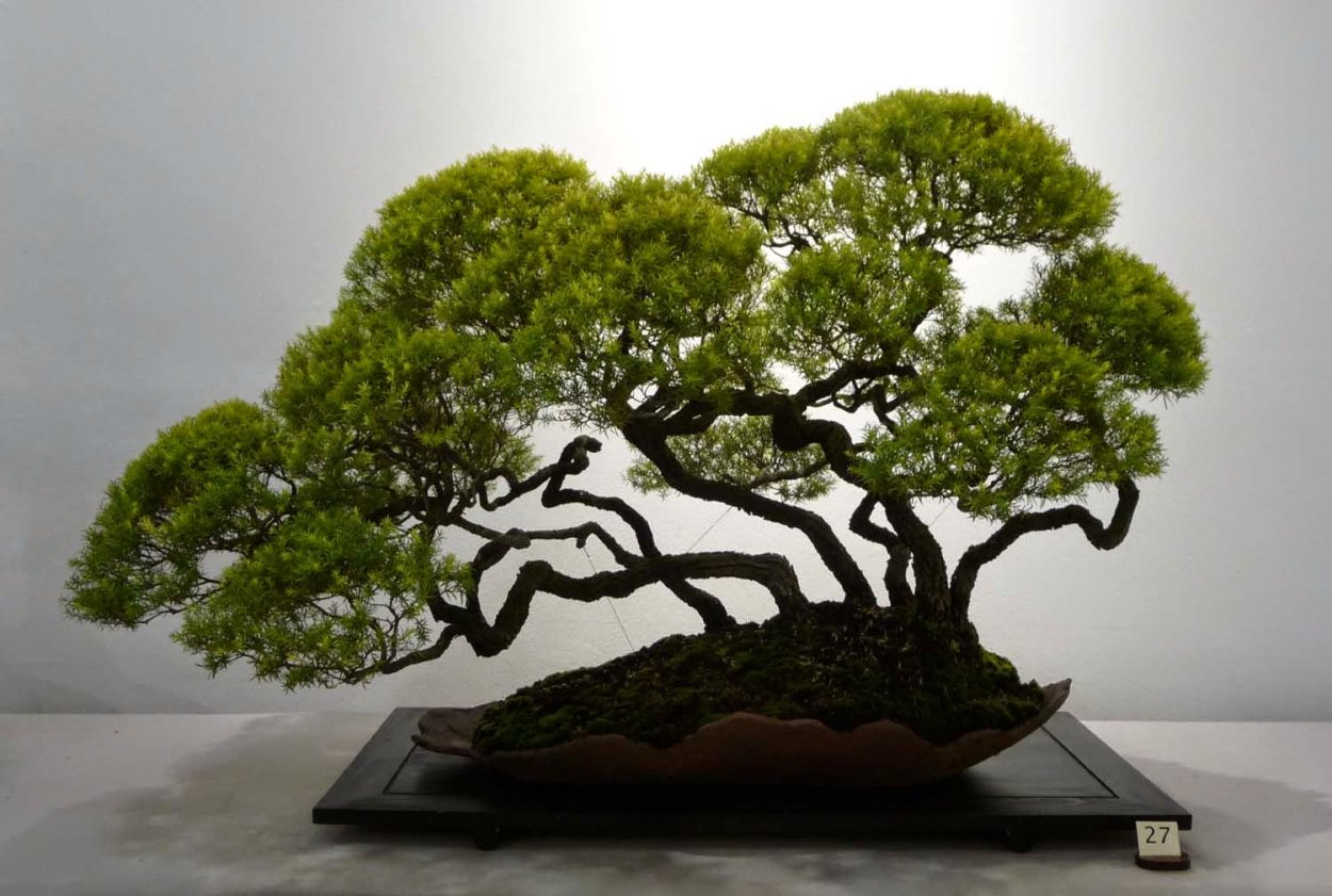 Бонсай Bonsai Side 50/100