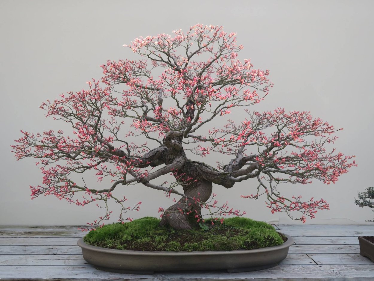 Бонсай Сакура