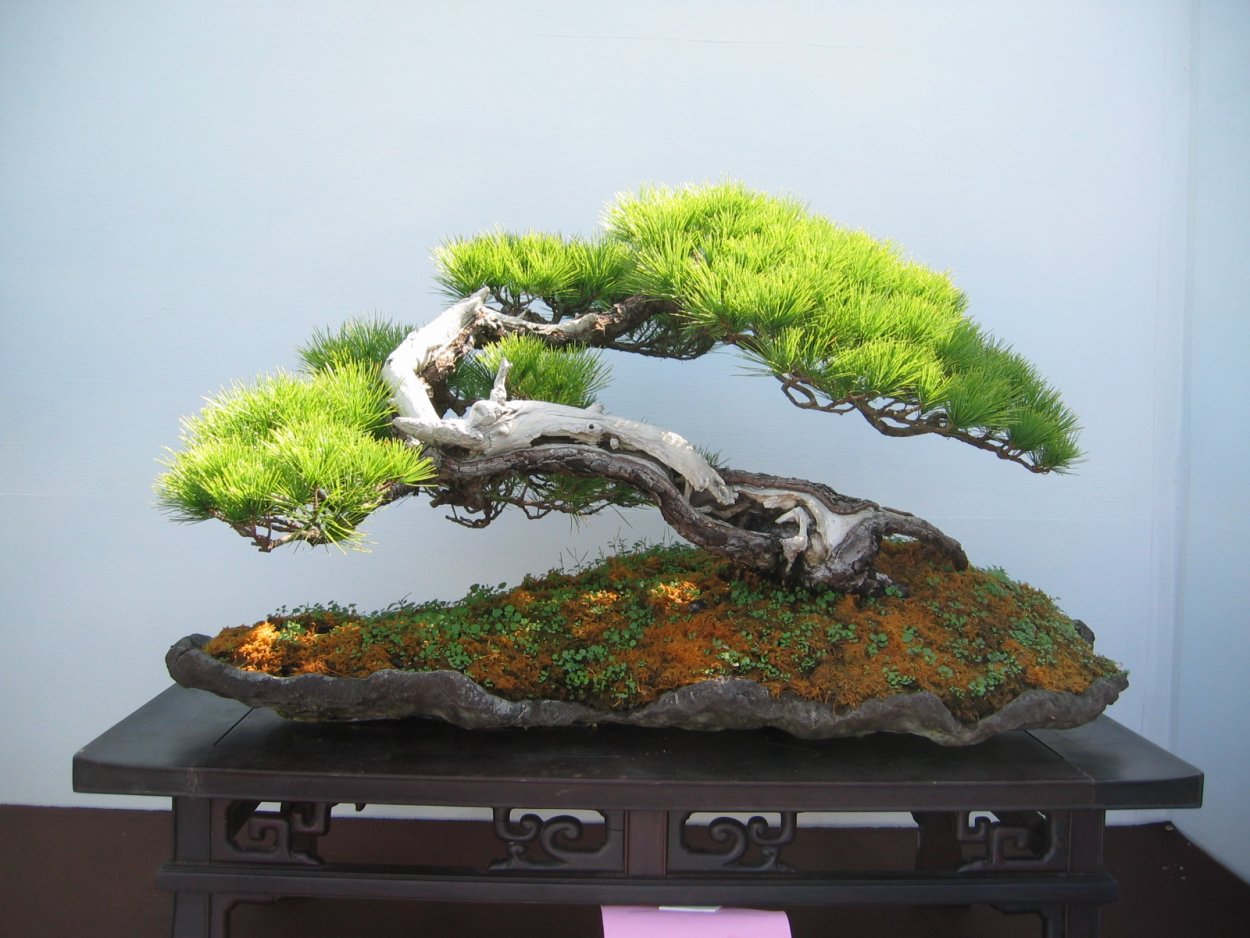 Бонсай Плаза