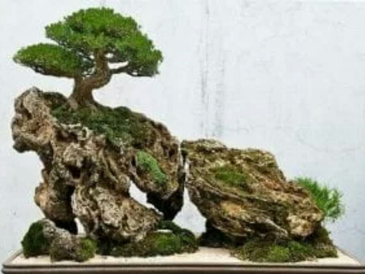 Бонсай исицуки