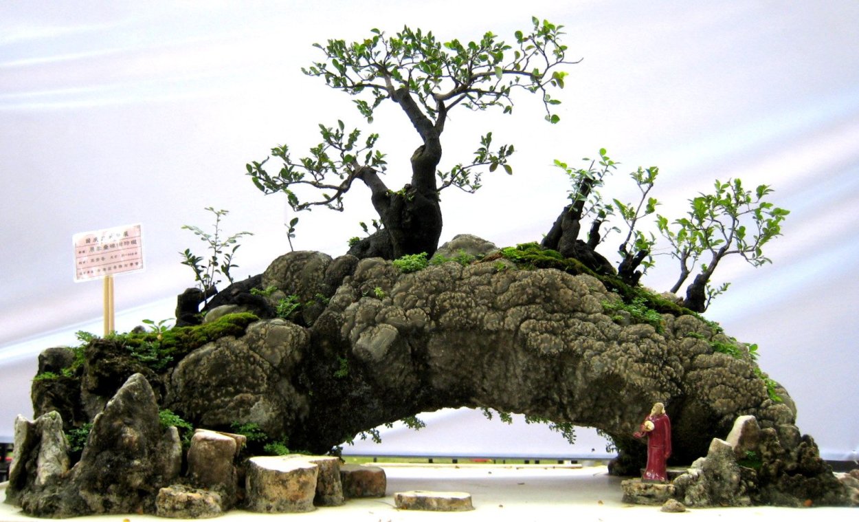 Бонсай ландшафт в миниатюре