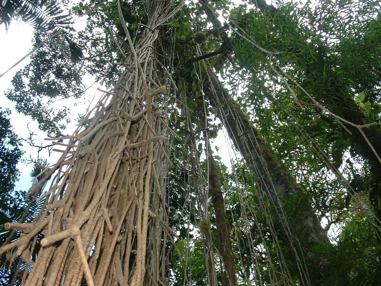 Ротанговая лиановидная Пальма