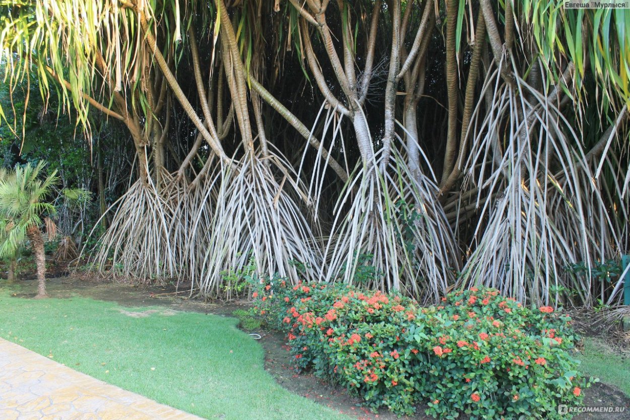 Пальма Лиана ротанг