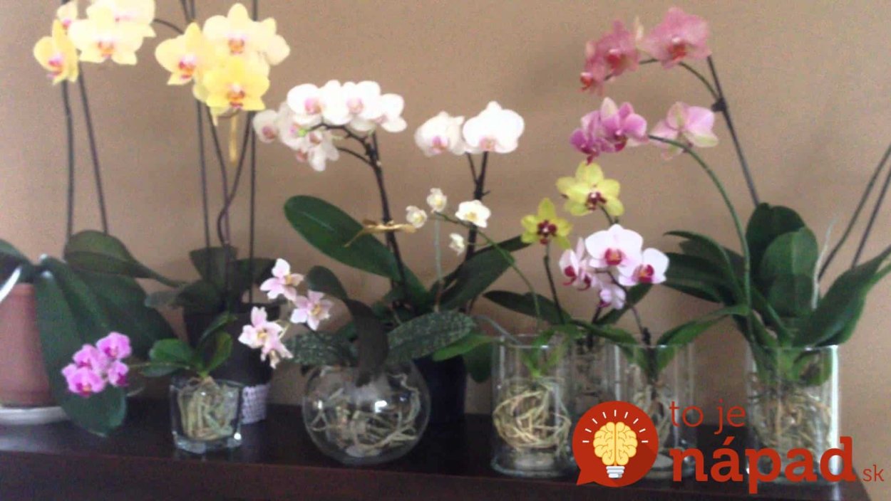 Фаленопсис открытая система