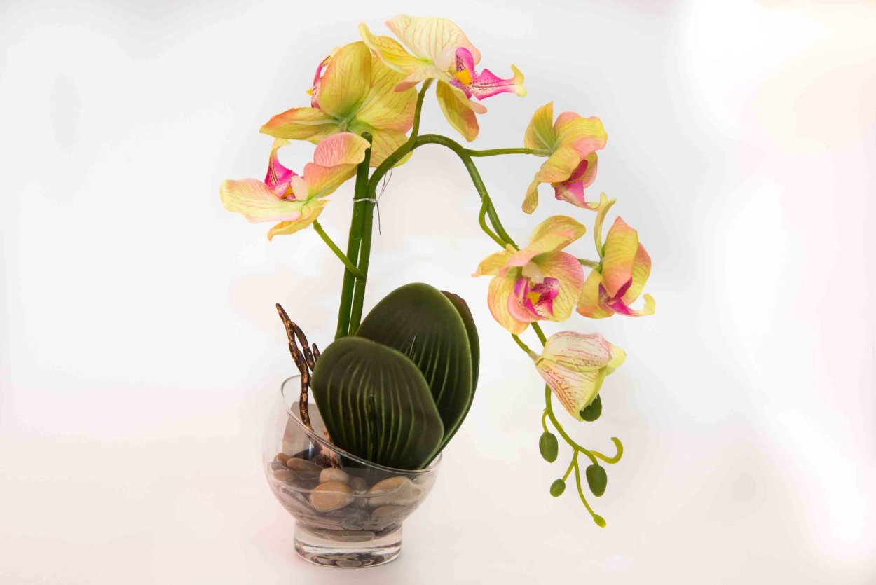 Орхидея Vanda