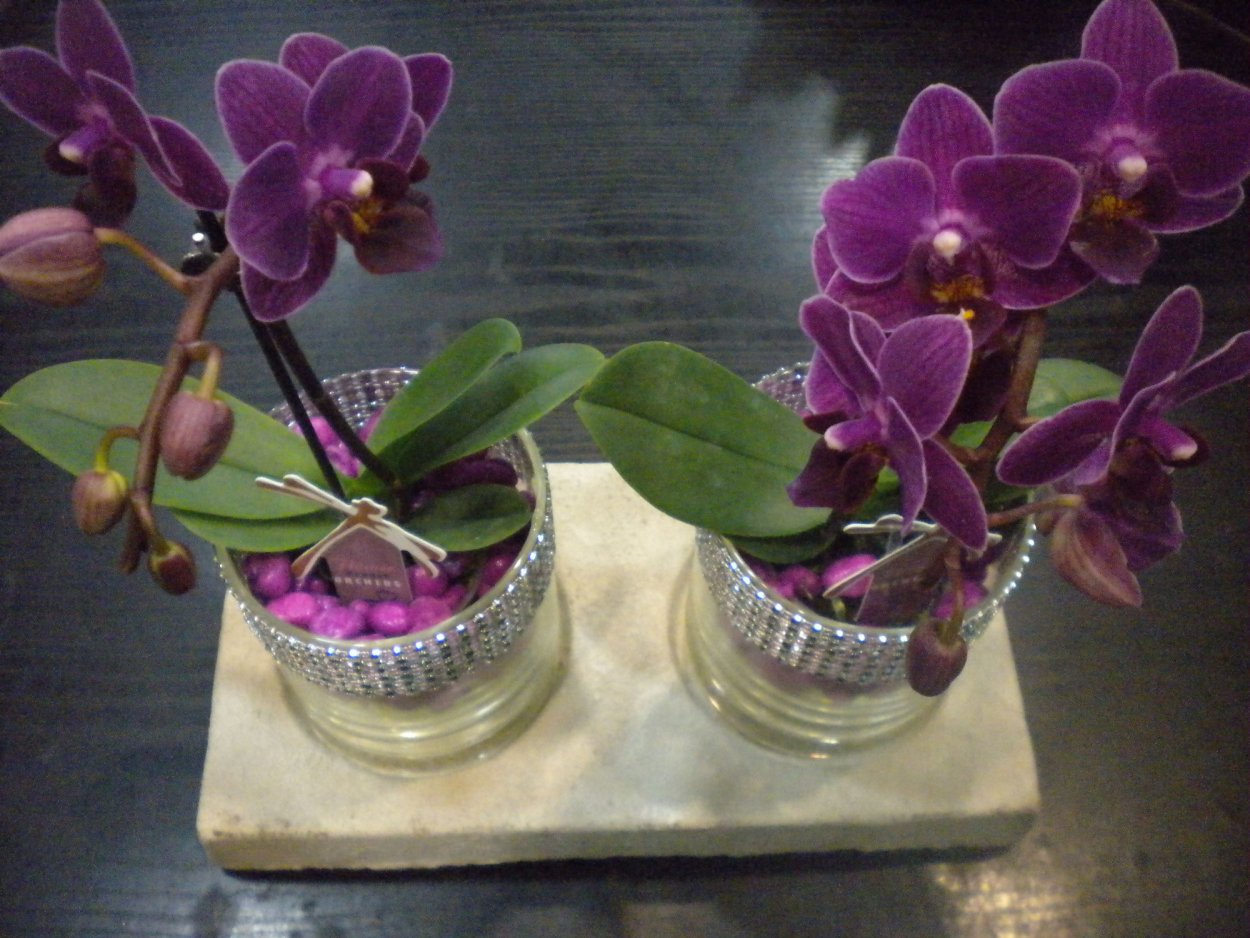 Орхидея ву Тай пин Тонг