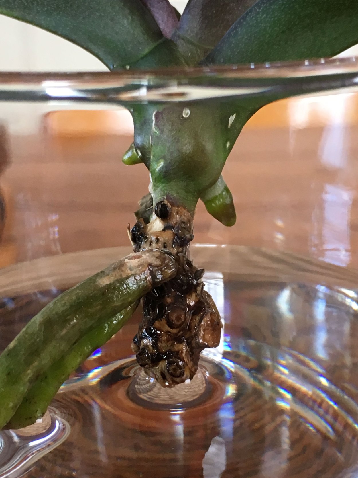 Банановая вода для орхидей