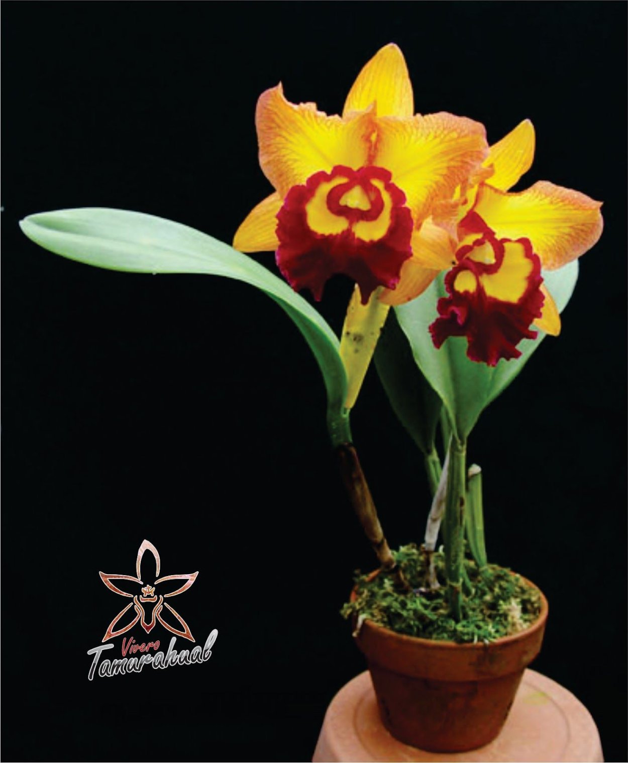 Орхидея на фоне воды