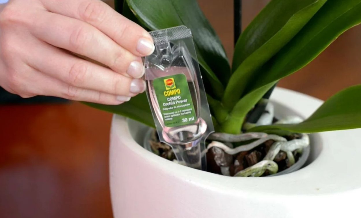 Подкормки для орхидей фаленопсис