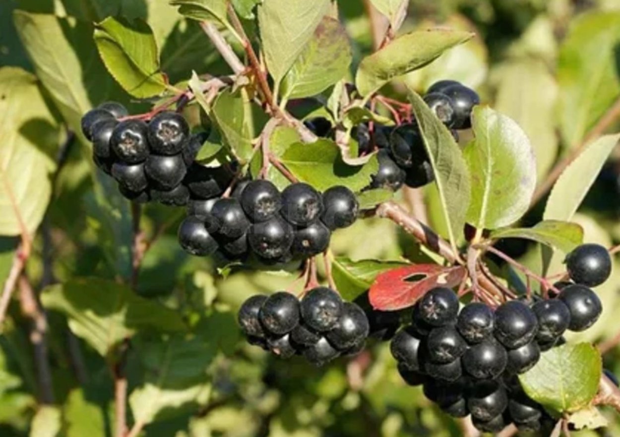 Арония черноплодная «Хугин»