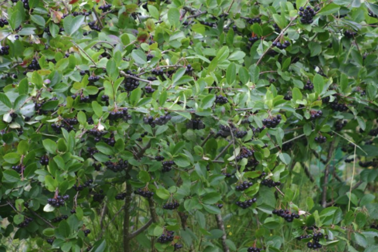 Арония рябина черноплодная куст