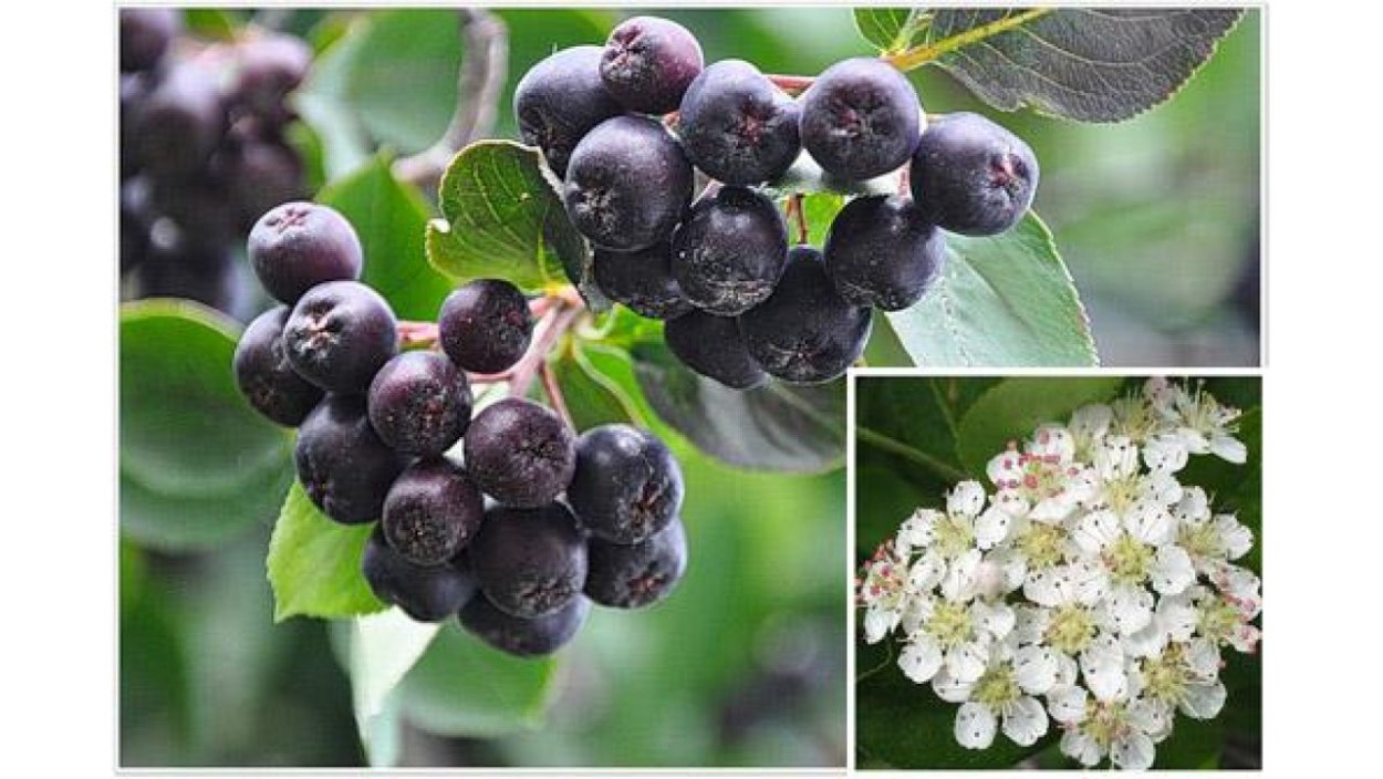 Черноплодная рябина