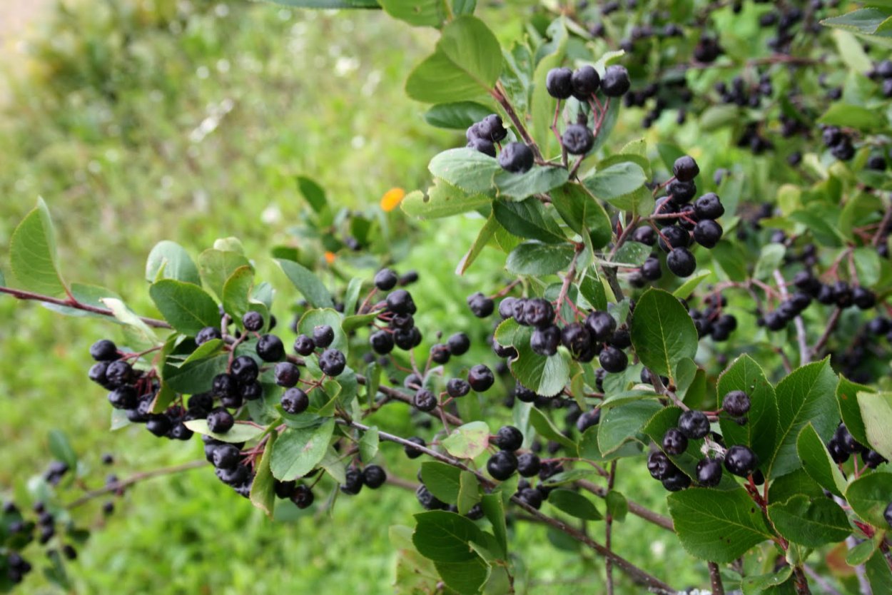 Арония микрокарпа