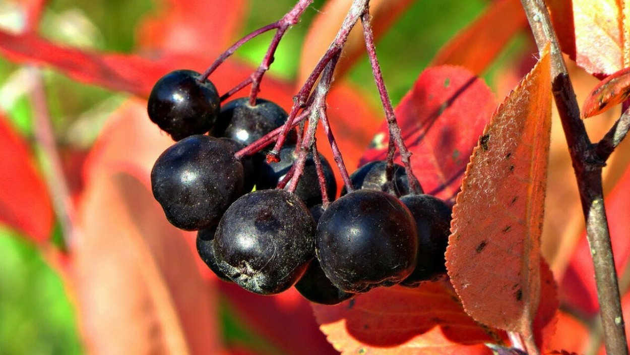 Арония сливолистная Викинг