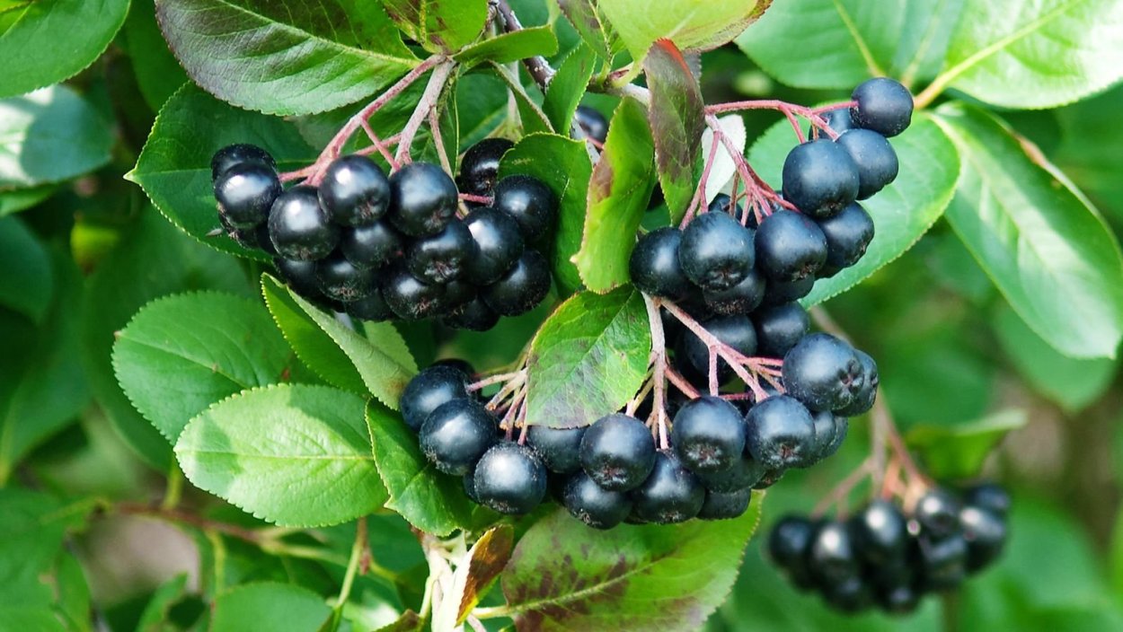 Черноплодная рябина