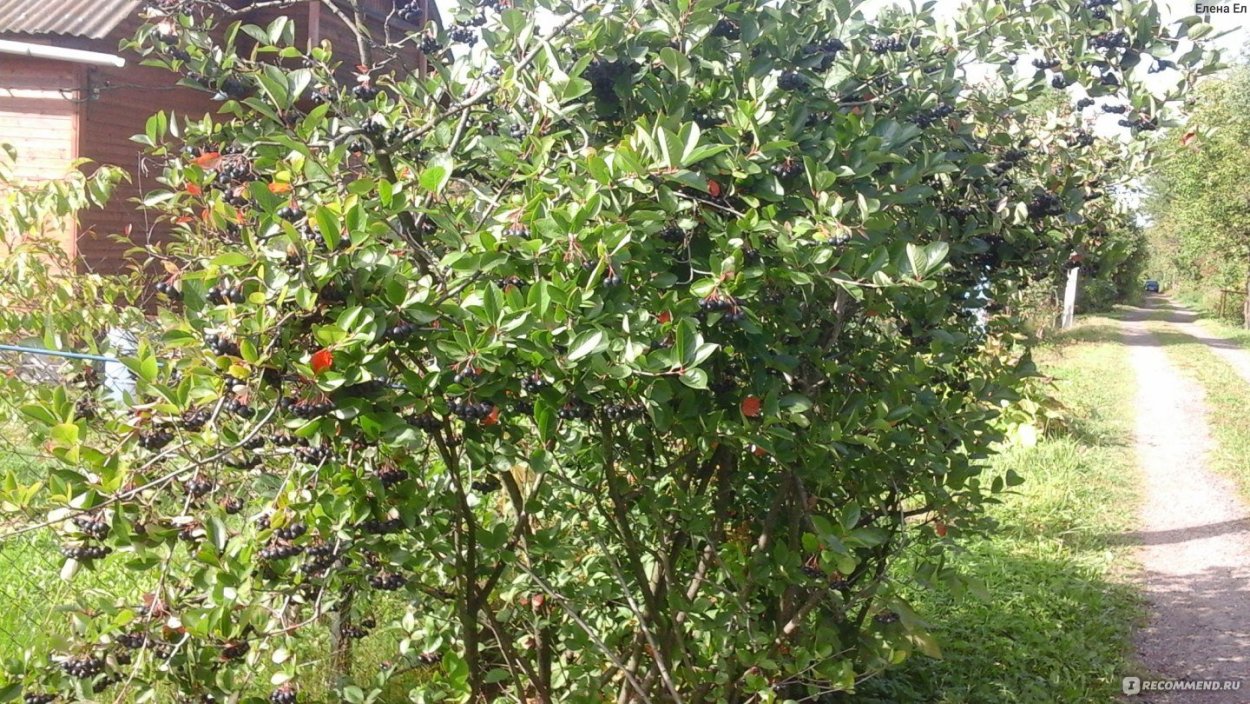 Арония черноплодная (лат. Arónia melanocárpa )