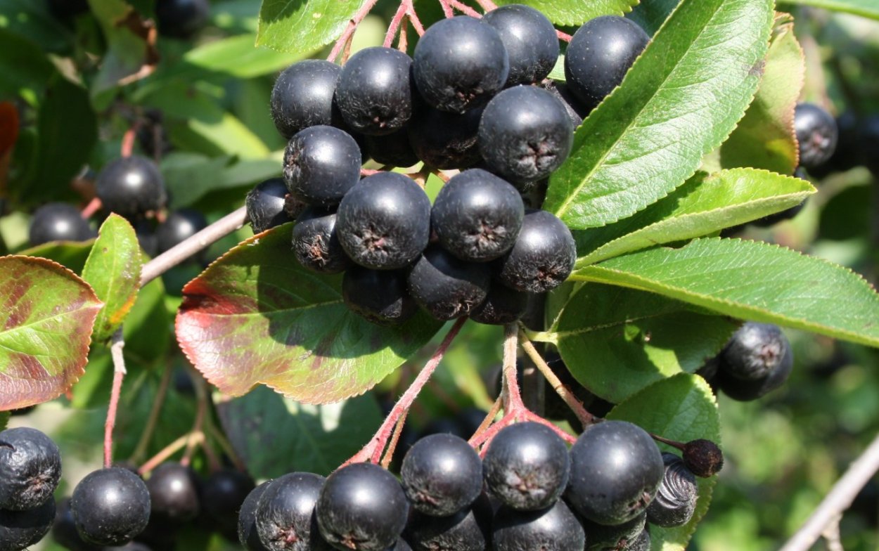 Арония черноплодная (Aronia melanocarpa)