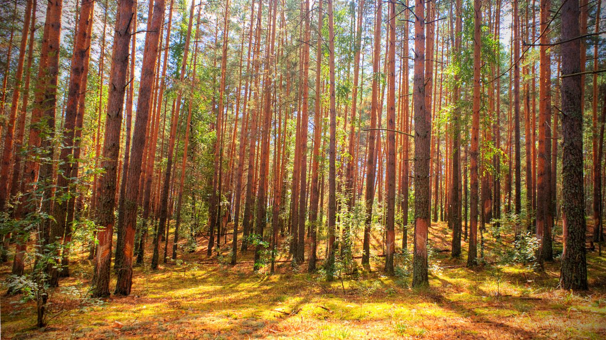 Республика Мордовия леса