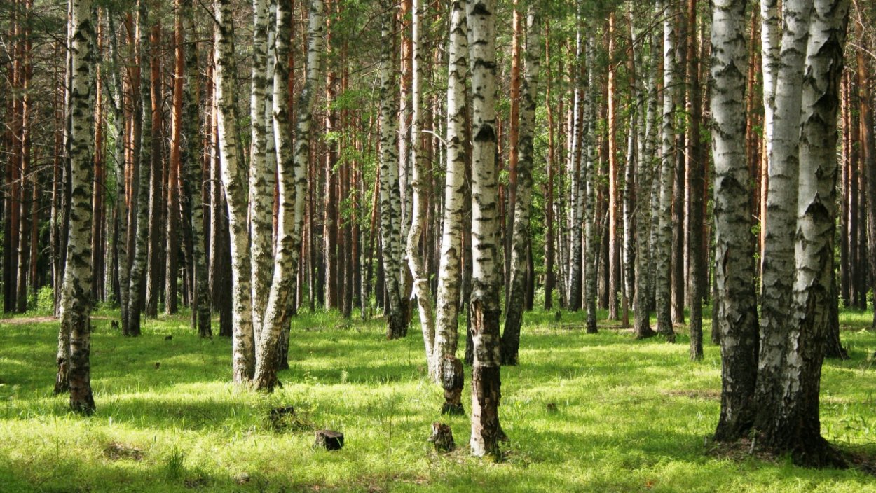 Хвойный лес в Мордовии