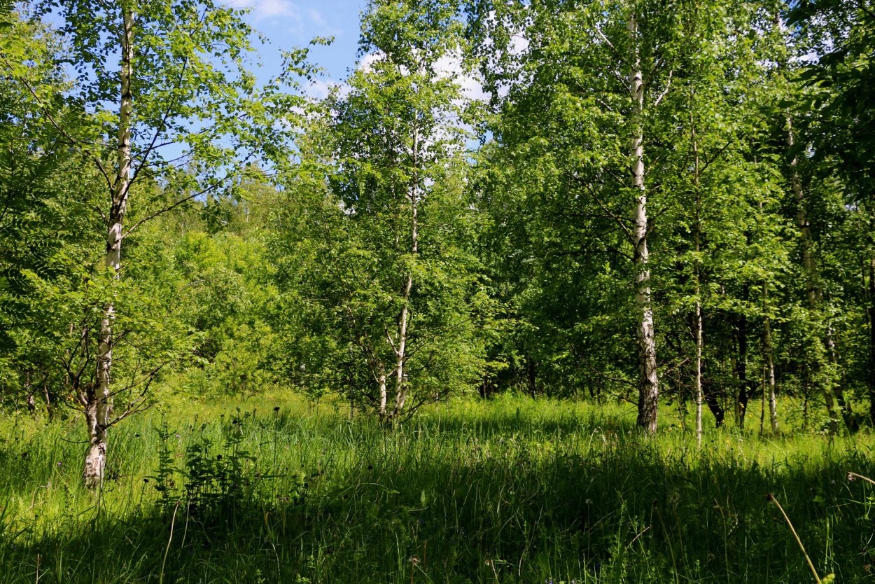 Лес Дубрава Саранск