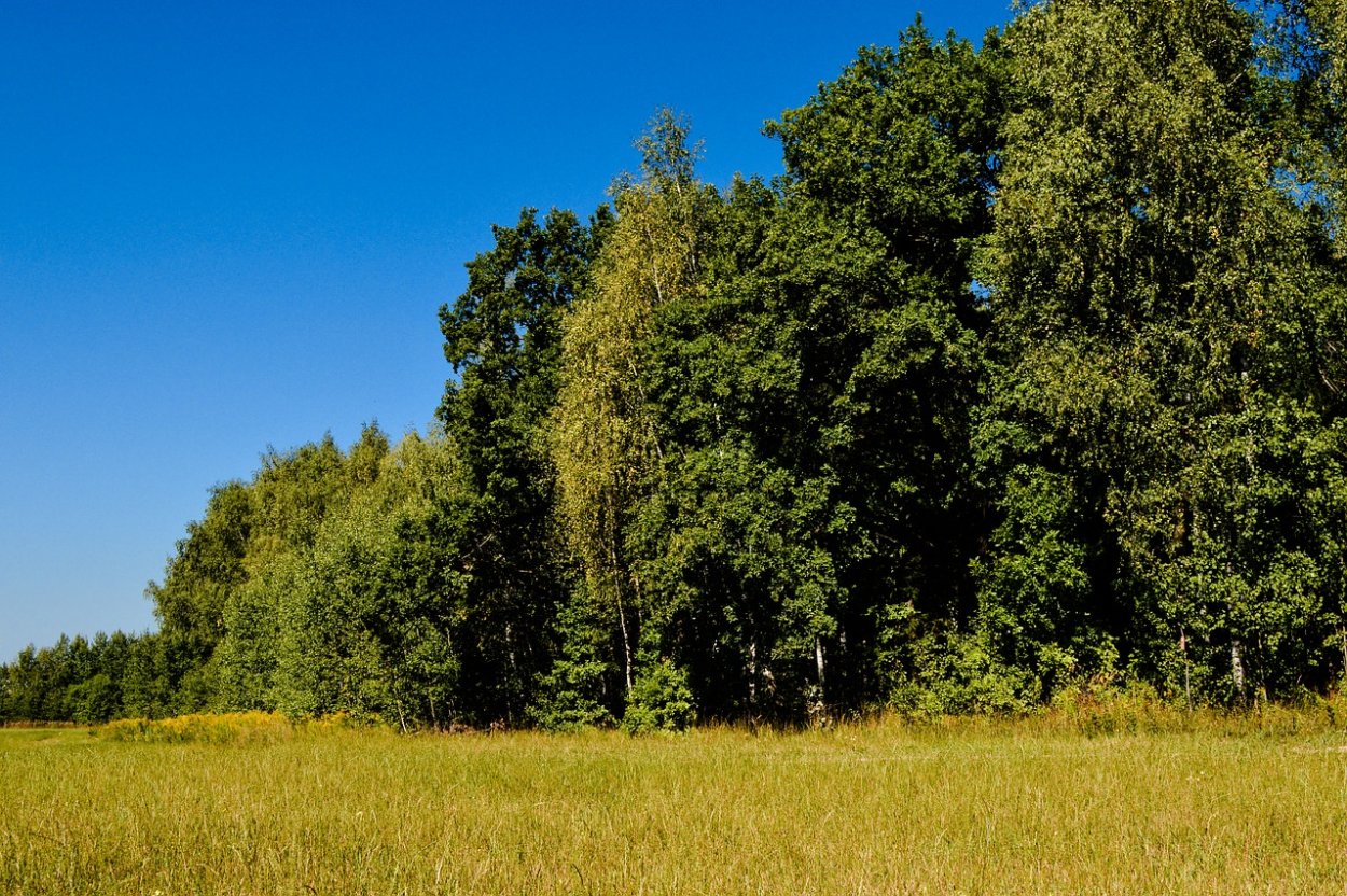 Природа поле лес