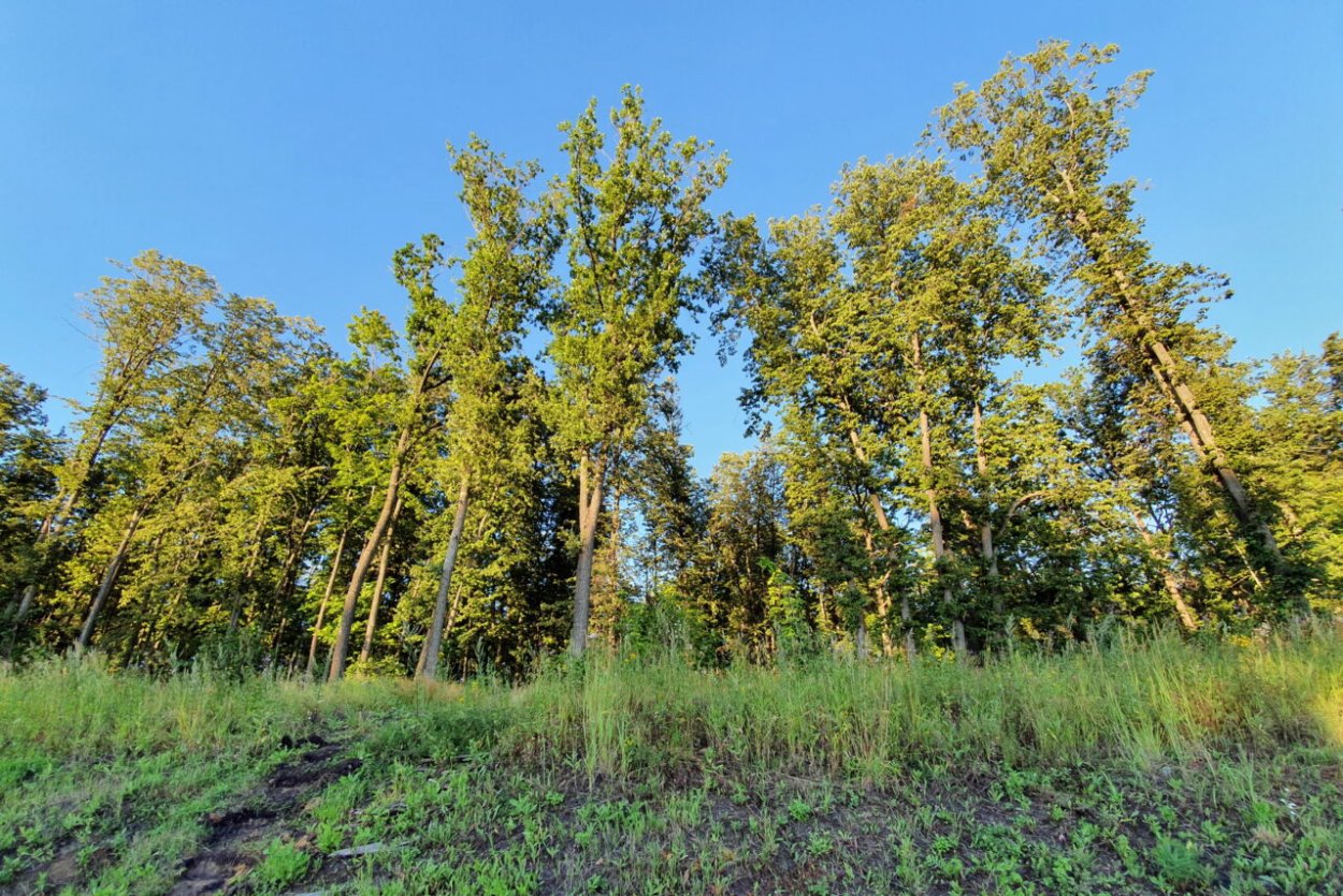 Республика Мордовия лес