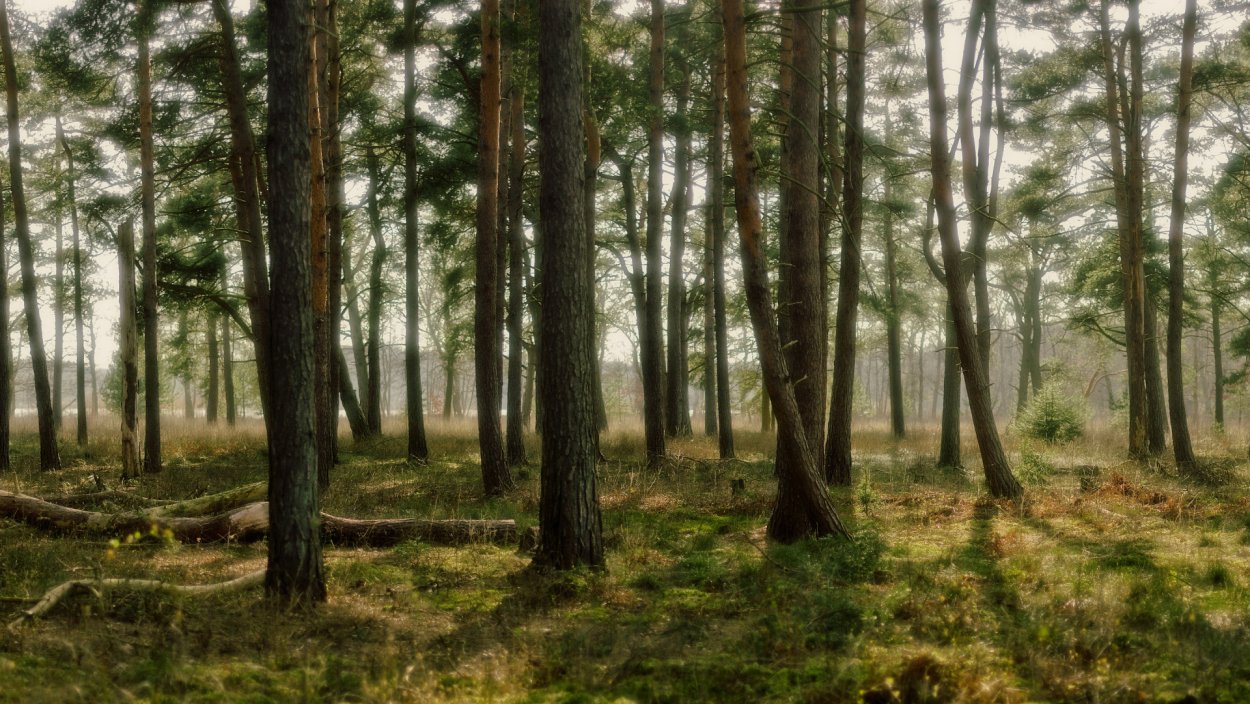 Сосновый Бор черничник