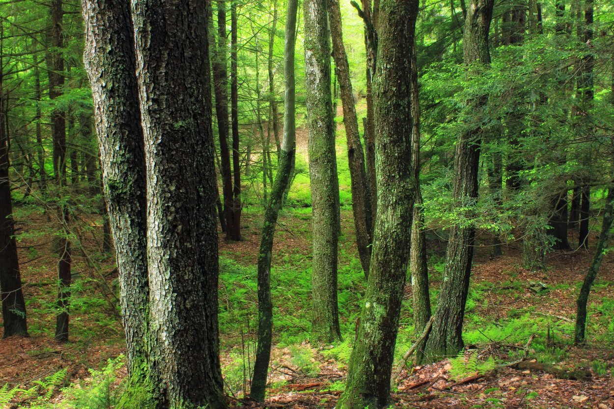 Реликтовые Дубравы