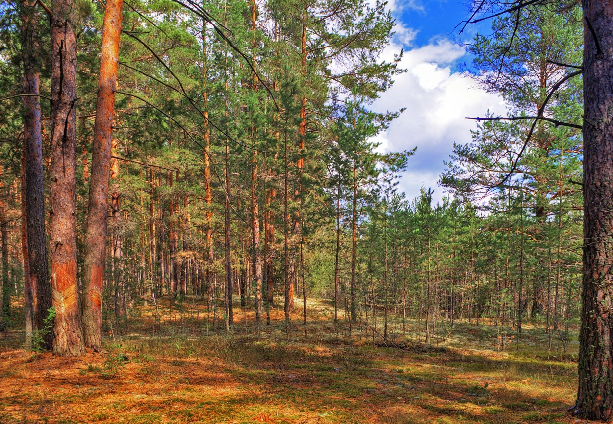 Лес Дубрава Мордовия