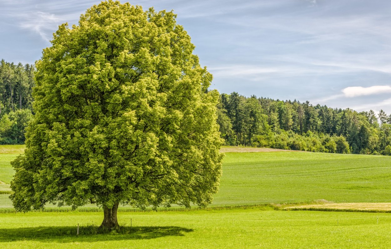 Лето деревья