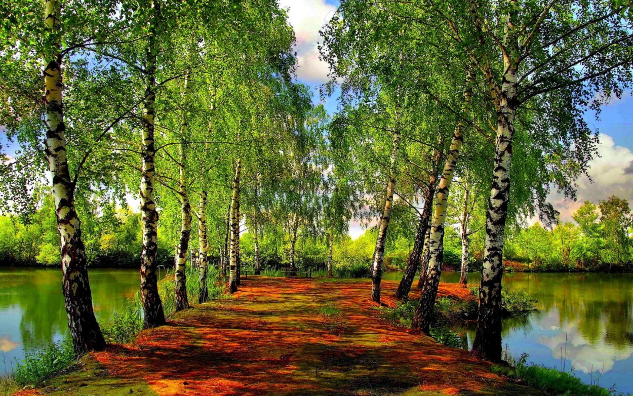 Пейзаж береза Березовая роща озеро