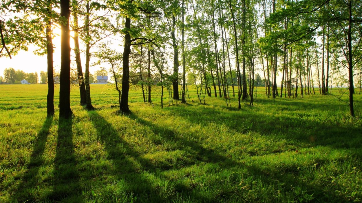 Опушка леса