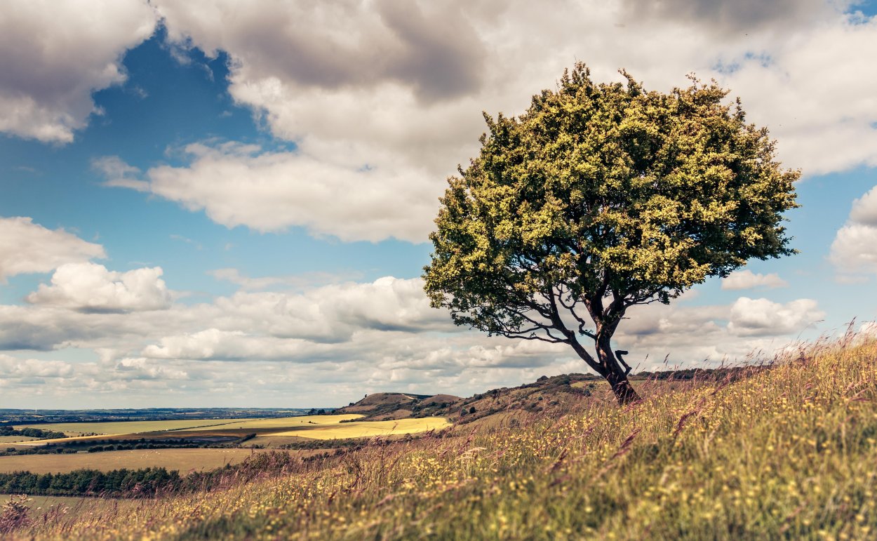 Одинокое дерево в поле