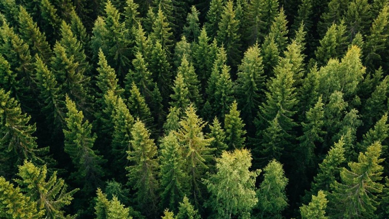 Лес сверху