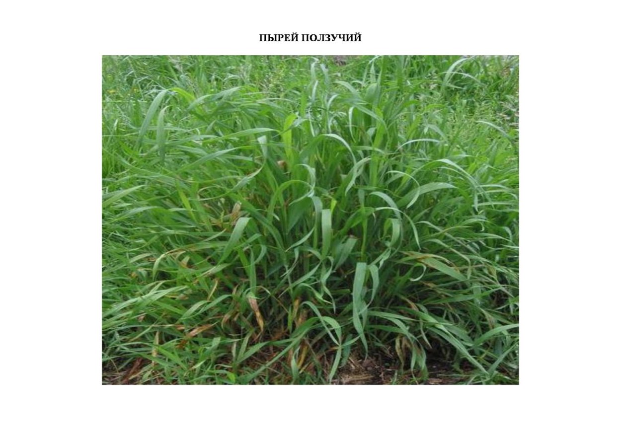 Пырей трава сорняк