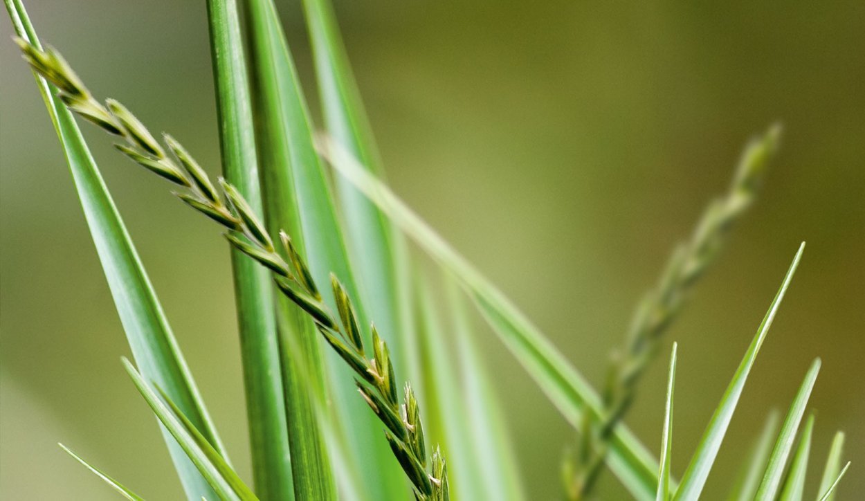 Пырей ползучий сорняк