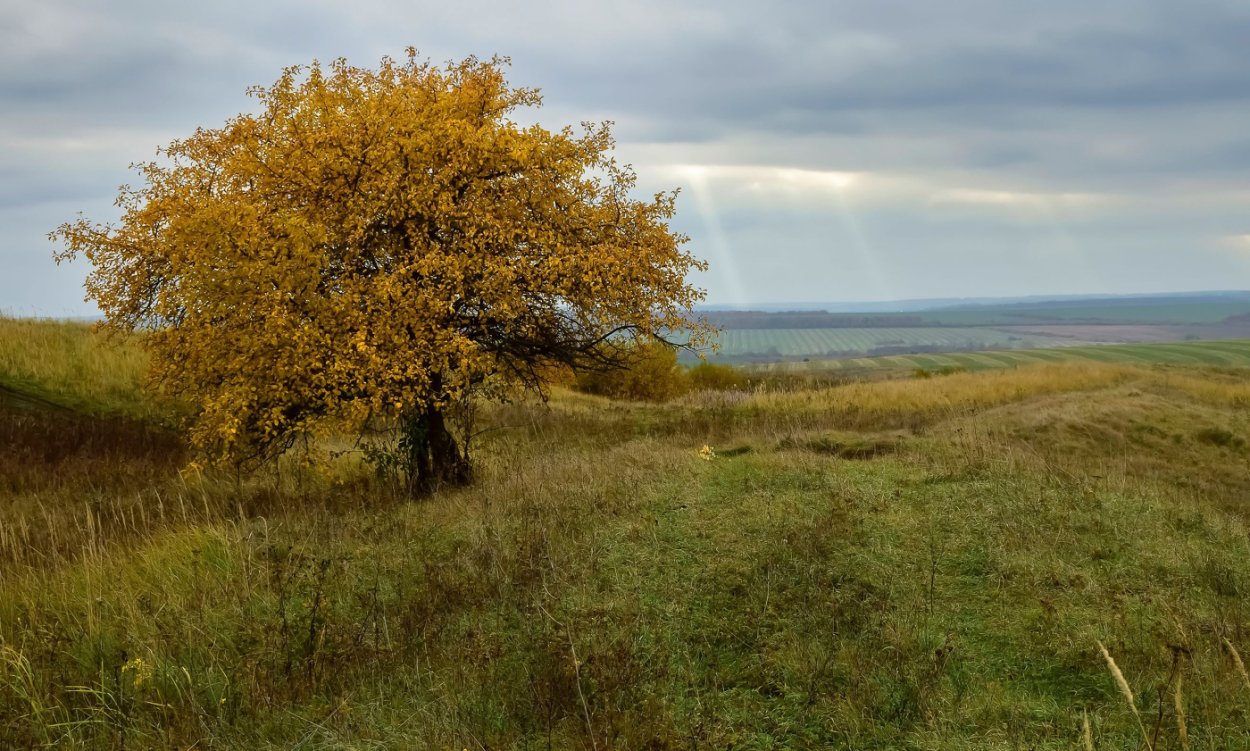 Деревья Мордовии фото с названиями