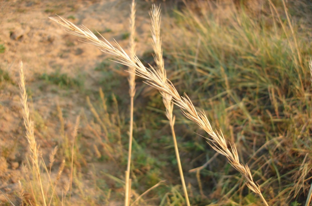 Пырей ползучий злаки