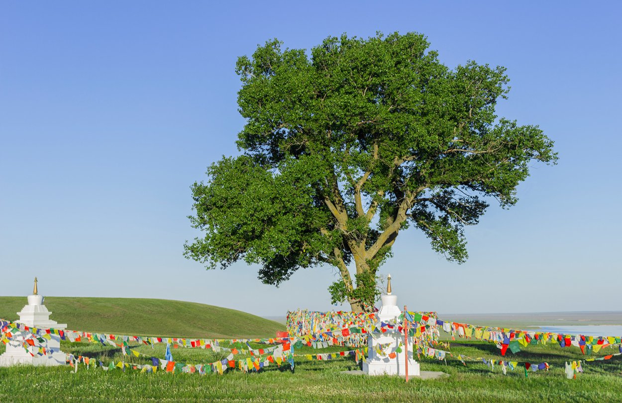 Одинокий Тополь в Калмыкии дерево России