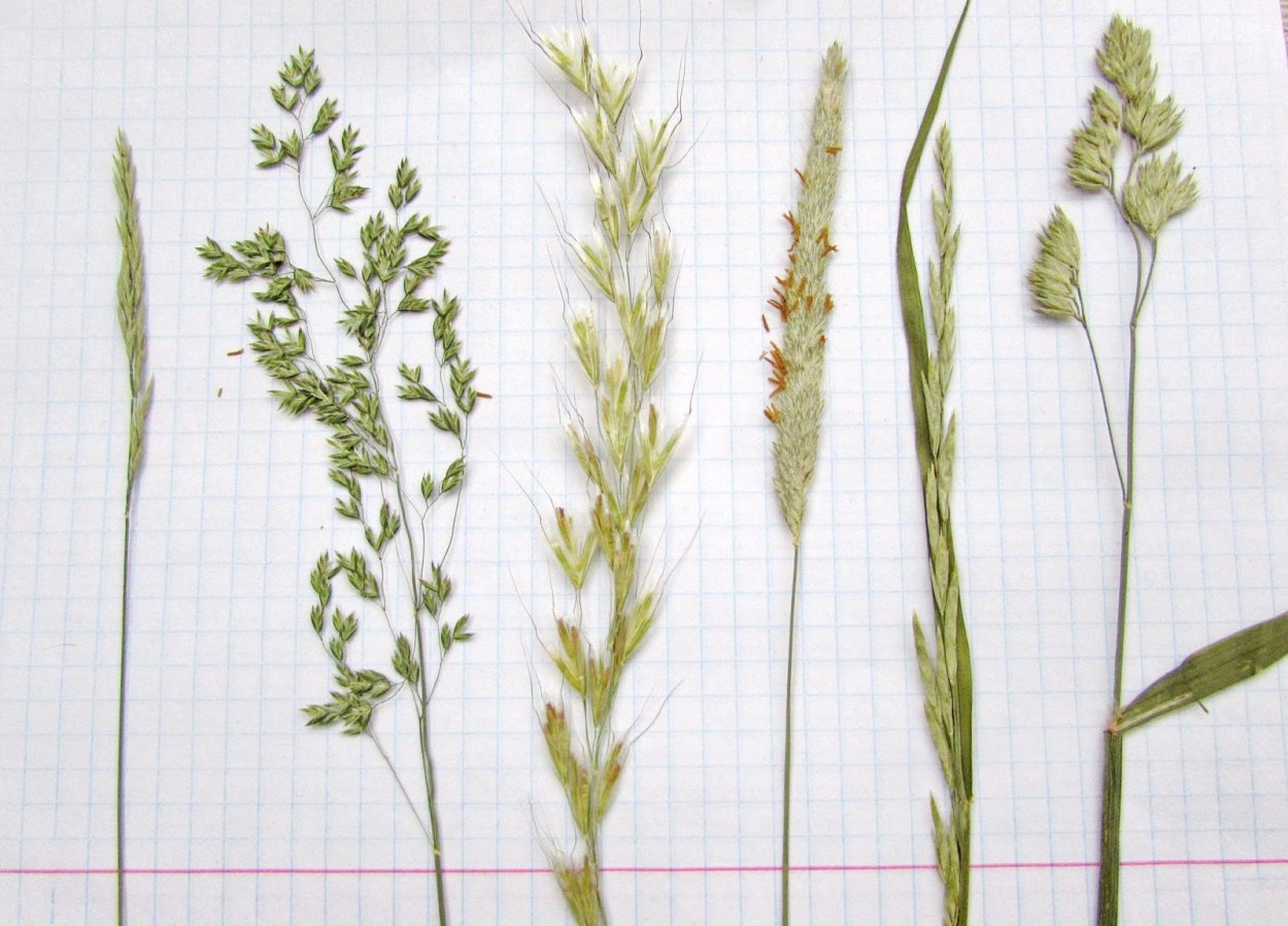 Пырей ползучий Elytrigia repens l.