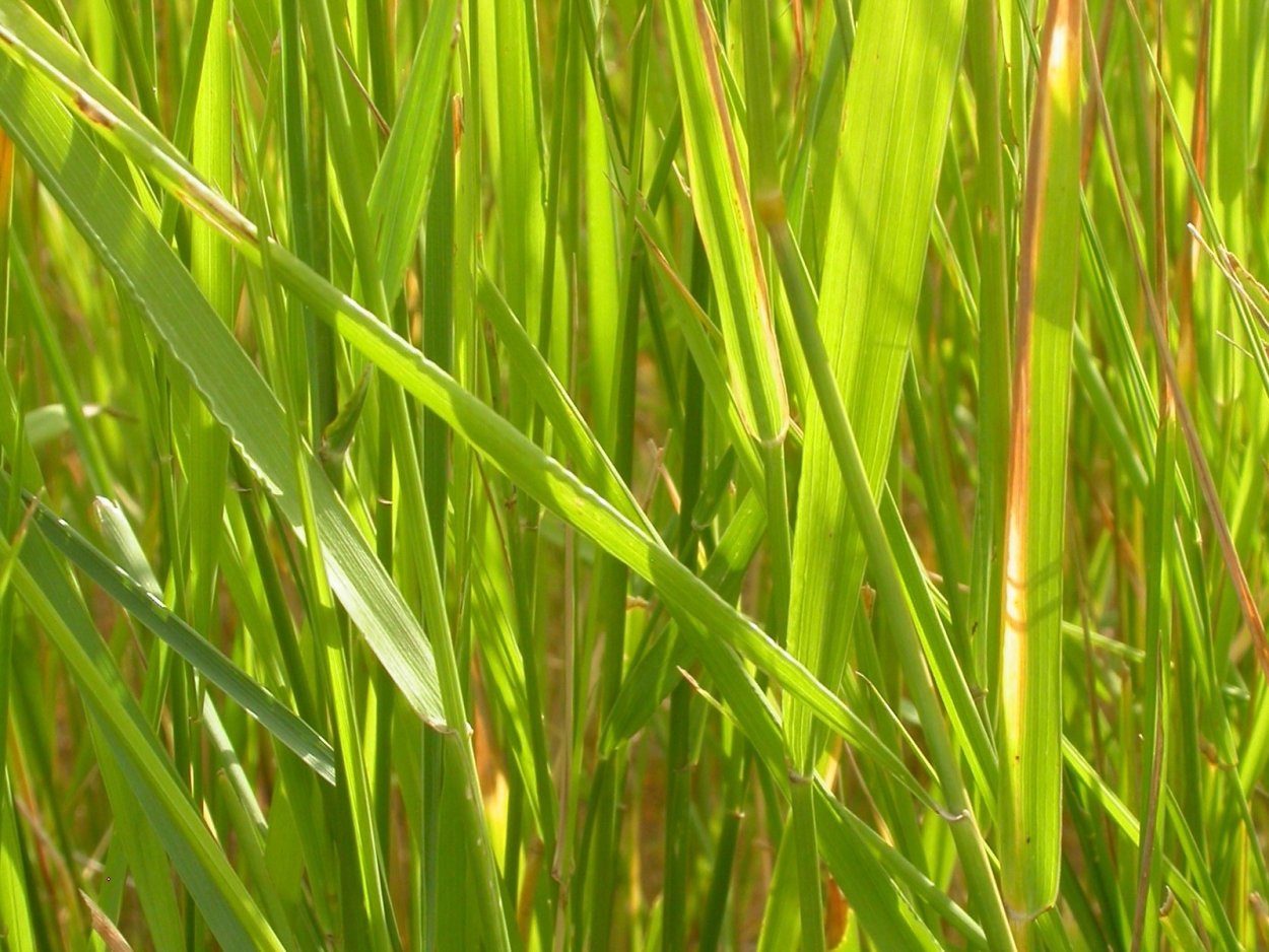 Пырей лекарственное растение