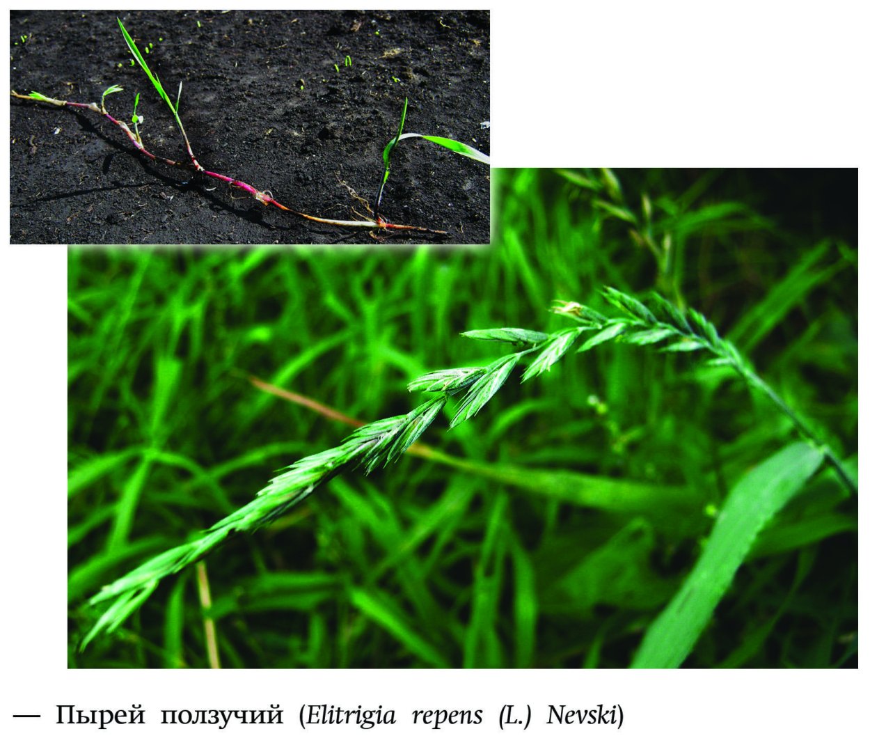 Пырей на прозрачном фоне