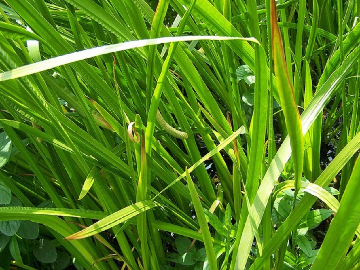 Пырей ползучий (Elytrigia repens)