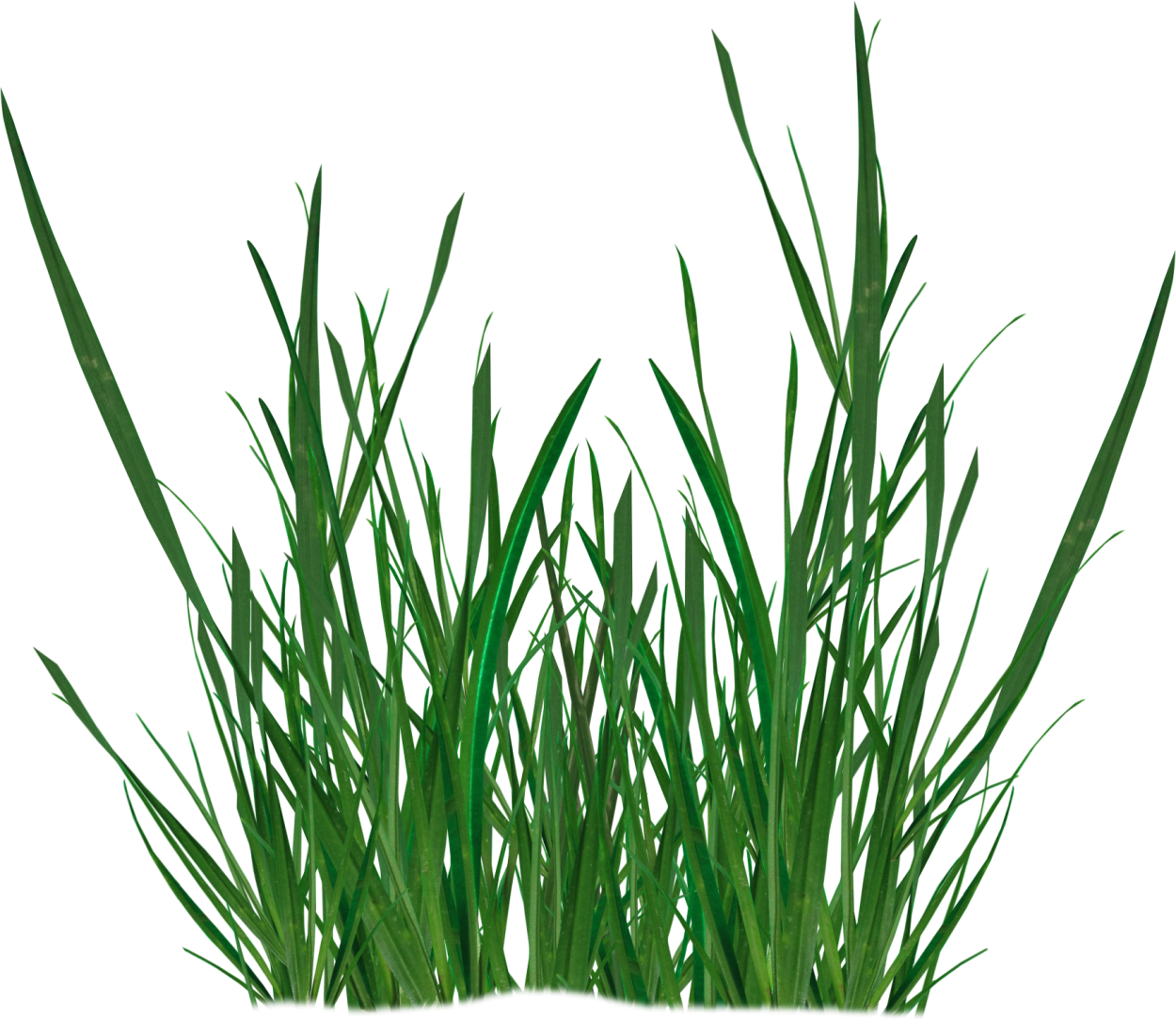 Elytrigia repens гербарий